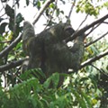 Cópia de Parque Manuel Antonio-preguiça de três dedos (bradypus variegatus) (1193).JPG